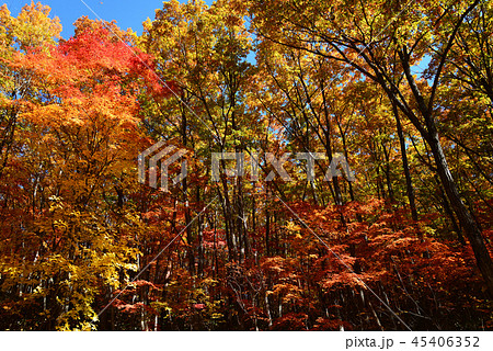 矢ノ原湿原へ行きました　　＃16 45406352