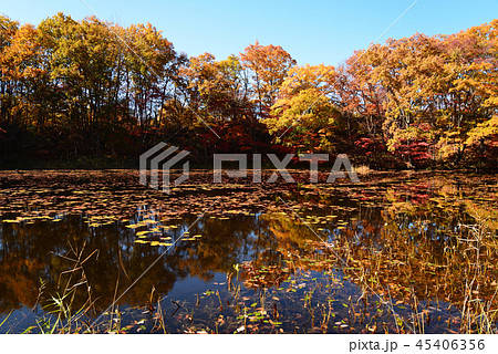 矢ノ原湿原へ行きました　　＃12 45406356