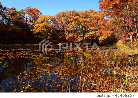 矢ノ原湿原へ行きました　　＃11 45406357