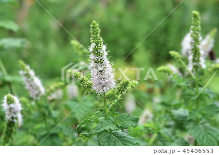 スペアミント スペアミント 45406553