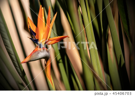 Bird of Paradise flower - Strelitzia Reginae Bird of Paradise flower - Strelitzia Reginae 45406703