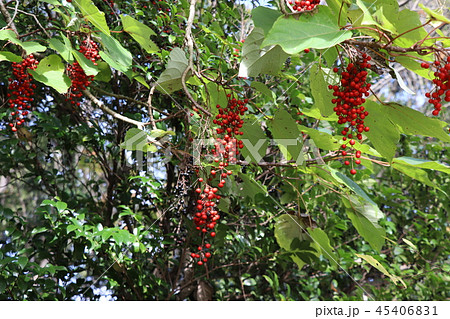 イイギリの実 イイギリの実 45406831