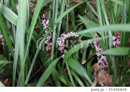 キチジョウソウ キチジョウソウ 45406849