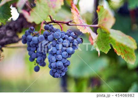 Blue grapes on grapevine in autumn 45406982