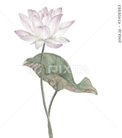 ハス 蓮 淡色 45406983