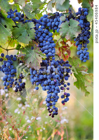 A bunch of blue grapes on grapevine 45406984