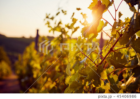 The sun shining through the vineyard The sun shining through the vineyard 45406986