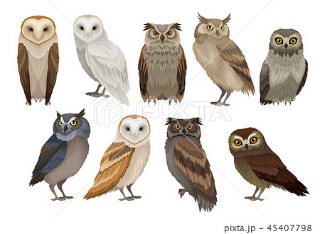Flat vector set of different species of owls. Wild forest birds. Flying creatures. Elements for Flat vector set of different species of owls. Wild forest birds. Flying creatures. Elements for 45407798