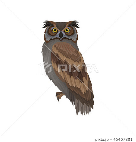Owl With Gray Brown Plumage Side View Wild のイラスト素材