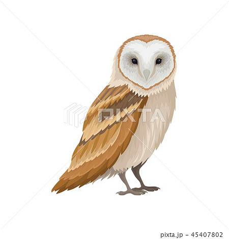 Barn owl with white face and brown wings, side view. Wild forest bird. Ornithology theme. Flat 45407802