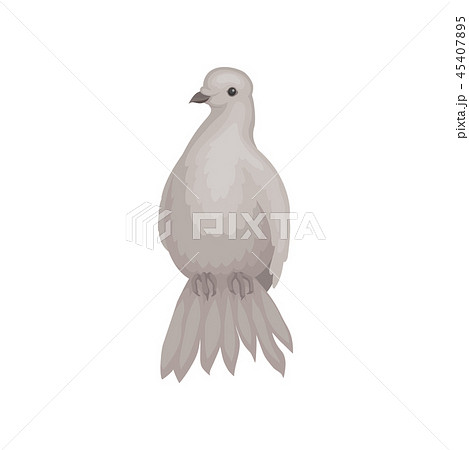 Gray dove with fluffy tail. Bird with small head and short legs. Wild feathered animal. Flat vector Gray dove with fluffy tail. Bird with small head and short legs. Wild feathered animal. Flat vector 45407895
