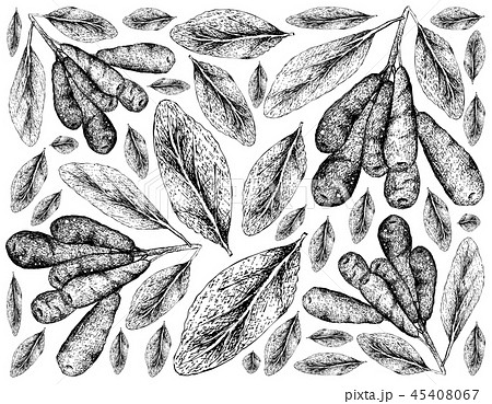 Honeyberries on White Background Honeyberries on White Background 45408067