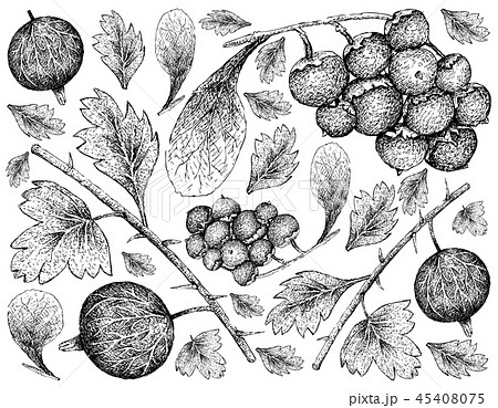 Ripe Gooseberries and Manjack Fruits Background Ripe Gooseberries and Manjack Fruits Background 45408075