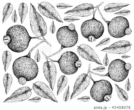 Guabiju Fruits on White Background 45408076