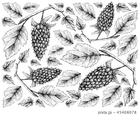 Wallpaper of Loganberry on White Background Wallpaper of Loganberry on White Background 45408078