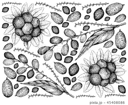 Huckleberries and Lepisanthes Rubiginosa Fruits 45408086
