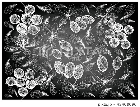 Lingonberries and Japanese Barberies Background 45408096