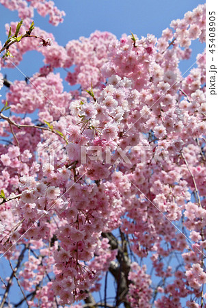 日中線のしだれ桜(福島県・喜多方市) 日中線のしだれ桜(福島県・喜多方市) 45408905