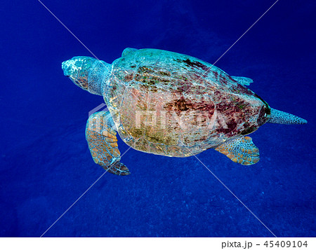 アカウミガメ 45409104