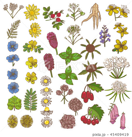 Set of Medicinal Plant Elements in Hand Drawn Style 45409419