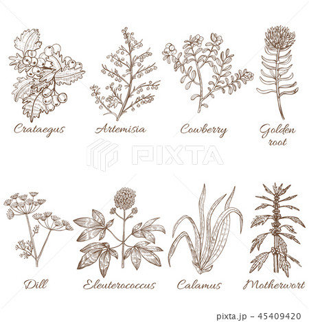 Colored Set of Medicinal Plants in Hand Drawn Style 45409420