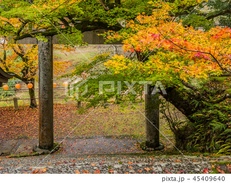 紅葉の養父神社 45409640