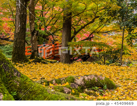 紅葉の養父神社 紅葉の養父神社 45409669