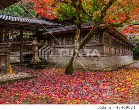 紅葉の養父神社 紅葉の養父神社 45409671