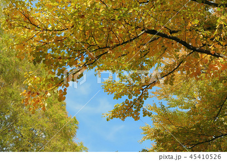 カツラの紅葉 45410526
