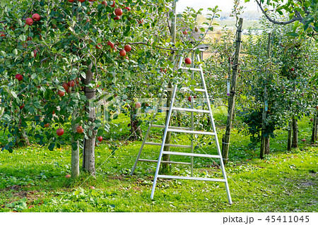 弘前市 りんご園 弘前市 りんご園 45411045
