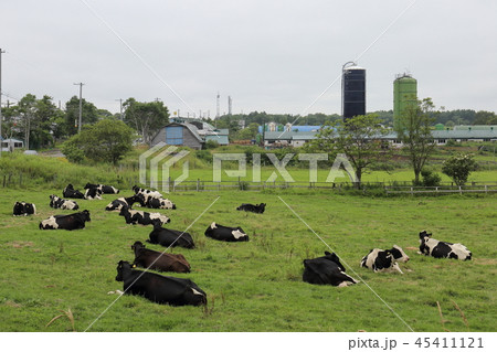 北海道　道東地方　牧場のある風景 45411121