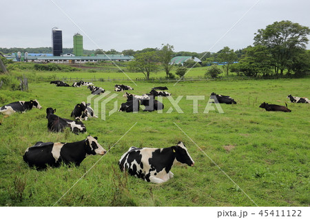 北海道　道東地方　牧場のある風景 45411122