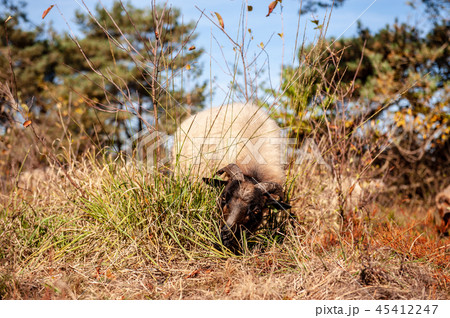 Grazing Haether Sheep in Drenthe 45412247