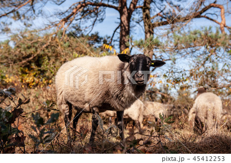 Grazing Haether Sheep in Drenthe 45412253