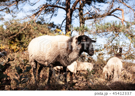 Grazing Haether Sheep in Drenthe 45412337