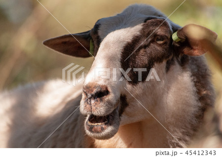Grazing Haether Sheep in Drenthe Grazing Haether Sheep in Drenthe 45412343