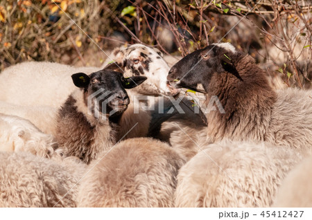 Grazing Haether Sheep in Drenthe Grazing Haether Sheep in Drenthe 45412427