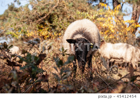 Grazing Haether Sheep in Drenthe 45412454