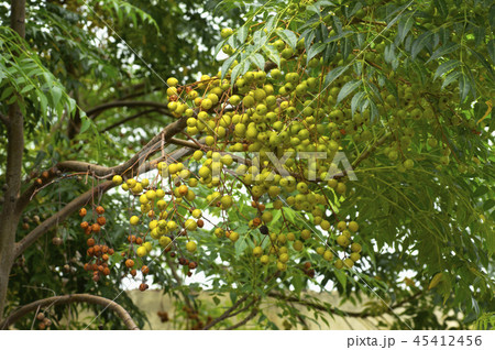 Neem tree natural medicine and fruit, Pune 45412456