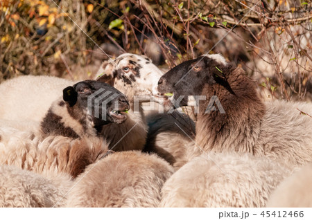 Grazing Haether Sheep in Drenthe 45412466