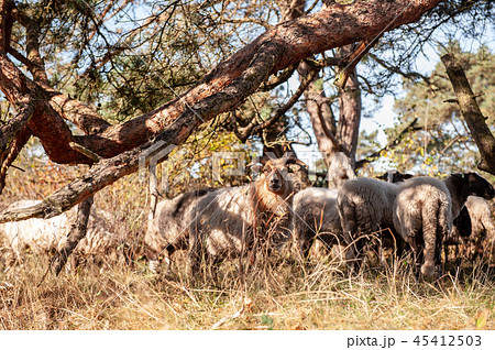 Grazing Haether Sheep in Drenthe 45412503