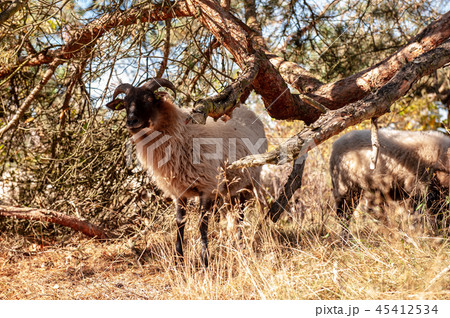 Grazing Haether Sheep in Drenthe 45412534