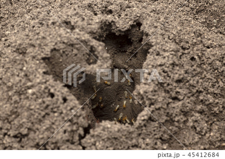 Entrance of termite white ants nest near Pune  45412684