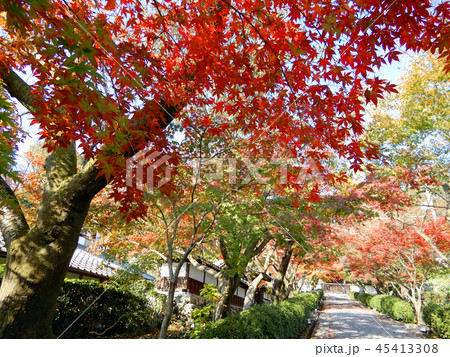西教寺　参道の紅葉 45413308