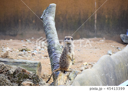 ミーアキャット 45413399