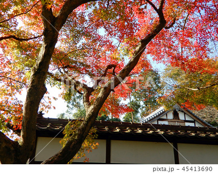 西教寺 参道の紅葉 西教寺 参道の紅葉 45413690