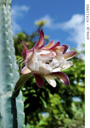 柱サボテンの花の写真素材