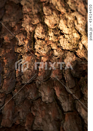 松 表皮 皮 45414450