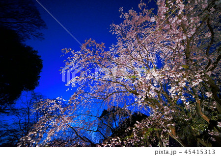 六義園のしだれ桜_No4 45415313