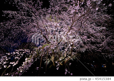 六義園のしだれ桜_No13 六義園のしだれ桜_No13 45415384